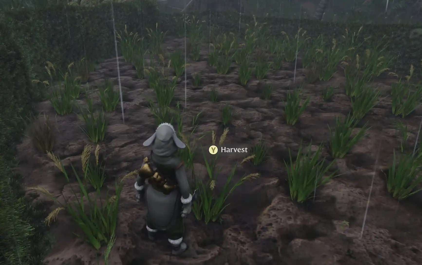 Mastering Cooked Rice Recipes in Enshrouded: A Complete Guide 7 An image in Enshrouded showing the player standing in front of grass in a plowed field.