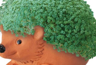 Chia Pet Movie?! Rights Acquired! 28 Chia Pet Movie?! Rights Acquired!